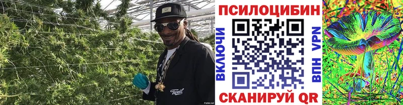 Галлюциногенные грибы Magic Shrooms наркотики Судогда